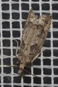 <i>Acroclita subsequana</i>