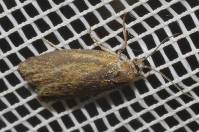 <i>Clepsis unicolorana</i>