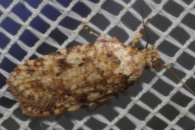 <i>Agonopterix ferocella</i>