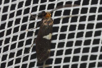 <i>Incurvaria masculella</i>