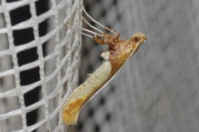 <i>Caloptilia</i>