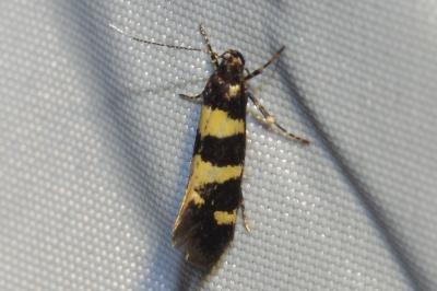 <i>Denisia</i>