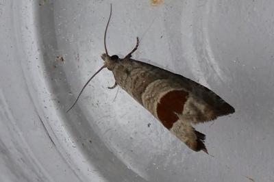 <i>Notocelia uddmanniana</i>