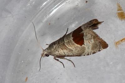 <i>Notocelia uddmanniana</i>
