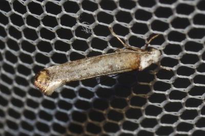 <i>Pseudoswammerdamia combinella</i>