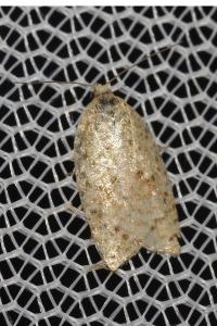 <i>Acleris</i>