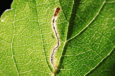 <i>Bucculatrix ulmifoliae</i>