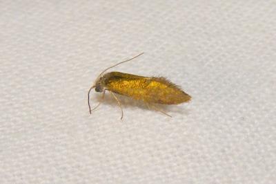 <i>Dyseriocrania subpurpurella</i>