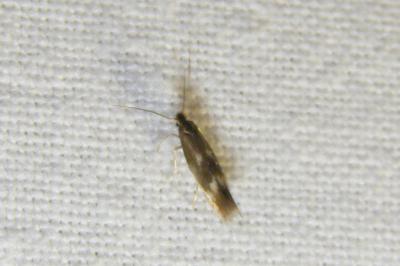 <i>Bucculatrix nigricomella</i>