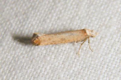 <i>Pseudoswammerdamia combinella</i>