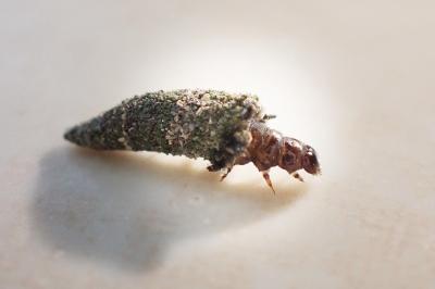 <i>Luffia lapidella</i>