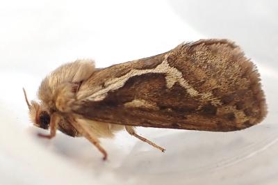 <i>Korscheltellus lupulinus</i>