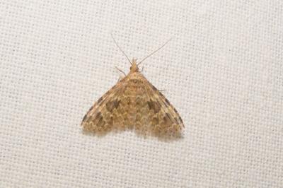 <i>Alucita hexadactyla</i>
