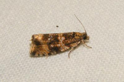 <i>Celypha lacunana</i>