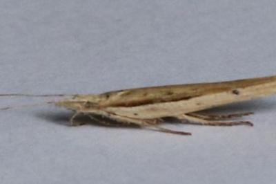 <i>Ypsolopha mucronella</i>