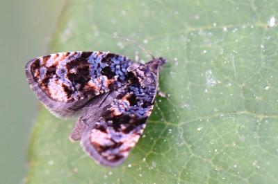 <i>Endothenia ustulana</i>
