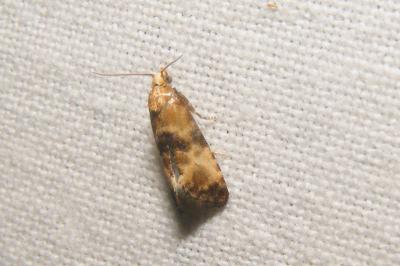 <i>Eupoecilia angustana</i>