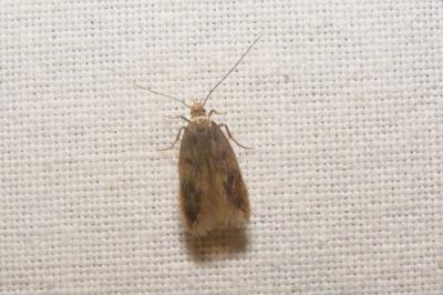 <i>Borkhausenia nefrax</i>