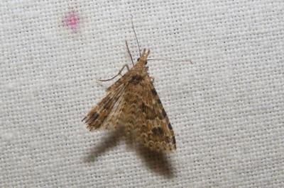 <i>Alucita hexadactyla</i>