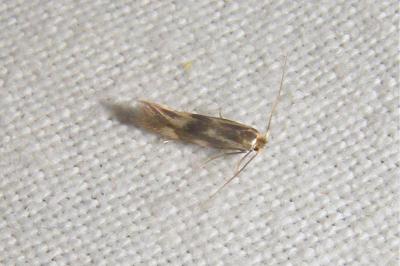<i>Bucculatrix nigricomella</i>
