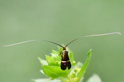 <i>Adela australis</i>