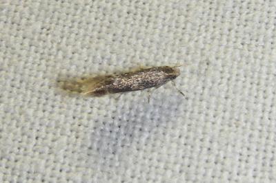 <i>Elachista canapennella</i>