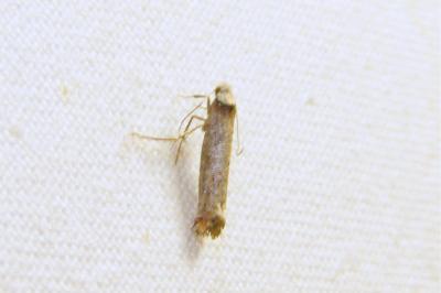 <i>Pseudoswammerdamia combinella</i>
