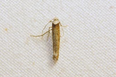 <i>Pseudoswammerdamia combinella</i>