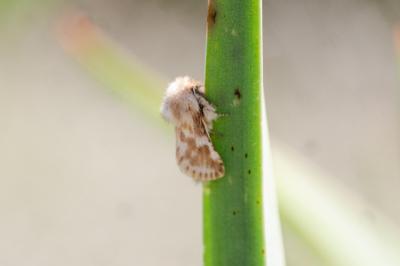 <i>Dyspessa ulula</i>