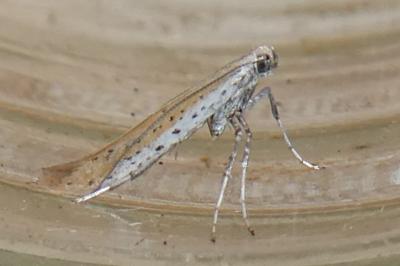 <i>Aspilapteryx tringipennella</i>