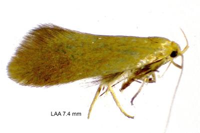 <i>Crassa tinctella</i>