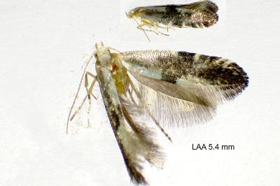 <i>Argyresthia spinosella</i>