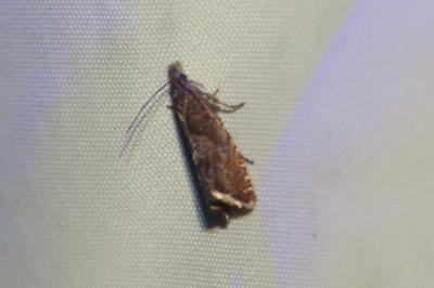 <i>Dichrorampha</i>