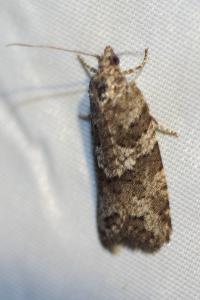 <i>Cnephasia</i>