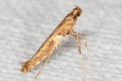 <i>Caloptilia</i>