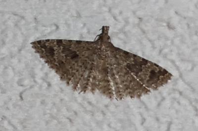<i>Alucita hexadactyla</i>