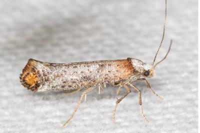 <i>Pseudoswammerdamia combinella</i>