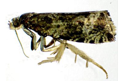 <i>Celypha lacunana</i>