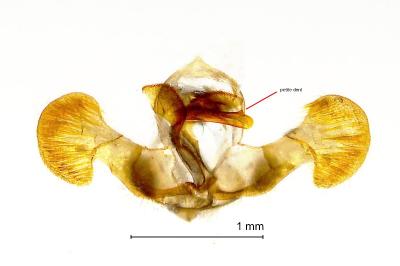 <i>Dichrorampha aeratana</i>