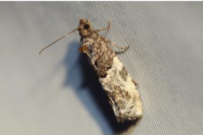 <i>Phaneta pauperana</i>
