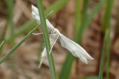 <i>Pterophorus pentadactylus</i>