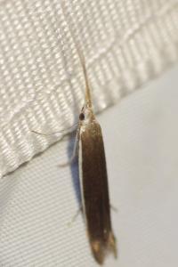 <i>Coleophora</i>