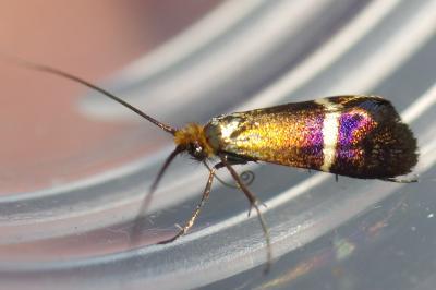 <i>Adela australis</i>