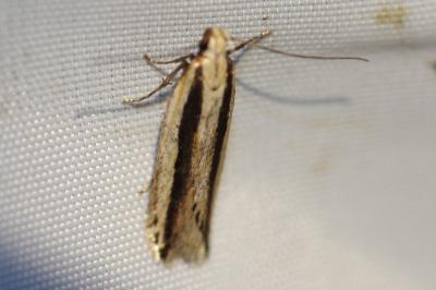 <i>Mirificarma interrupta</i>