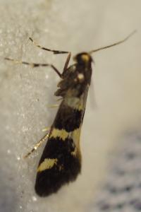 <i>Denisia</i>