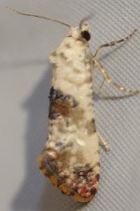 <i>Pontoturania posterana</i>