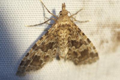 <i>Alucita hexadactyla/bidentata</i>