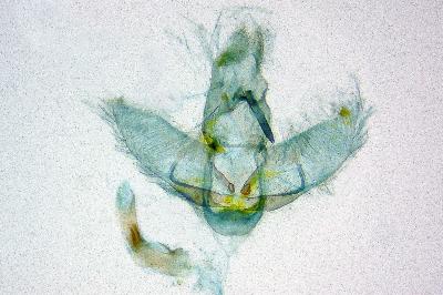 <i>Agonopterix aspersella</i>