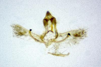 <i>Cnephasia cupressivorana</i>