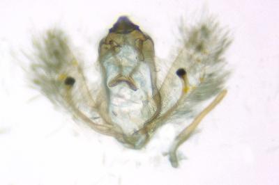 <i>Cnephasia cupressivorana</i>